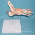Medical hueso humano función esqueleto modelo (r020908)